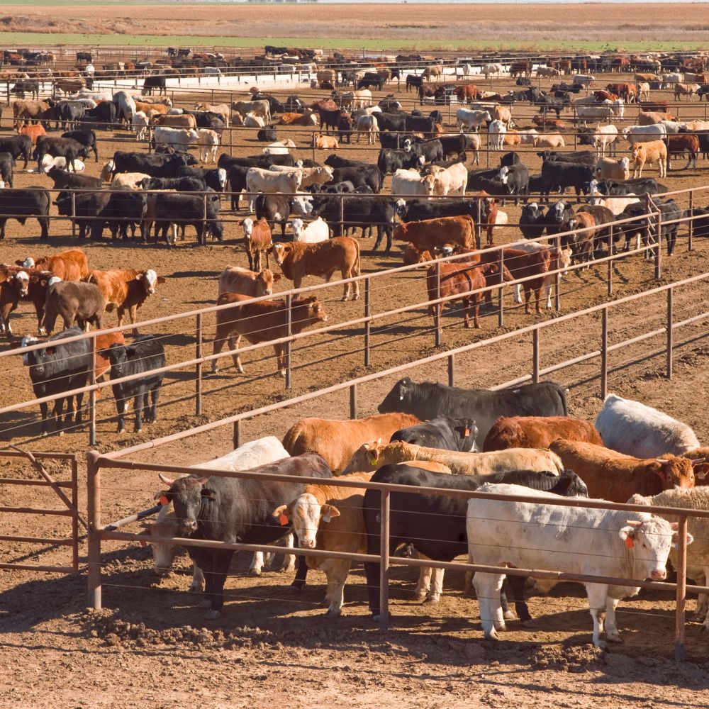 Livestock Risk Protection Insurance